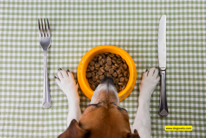 Eating Pet Foods: Can cats eat dog food? 7 Shocking things to Know